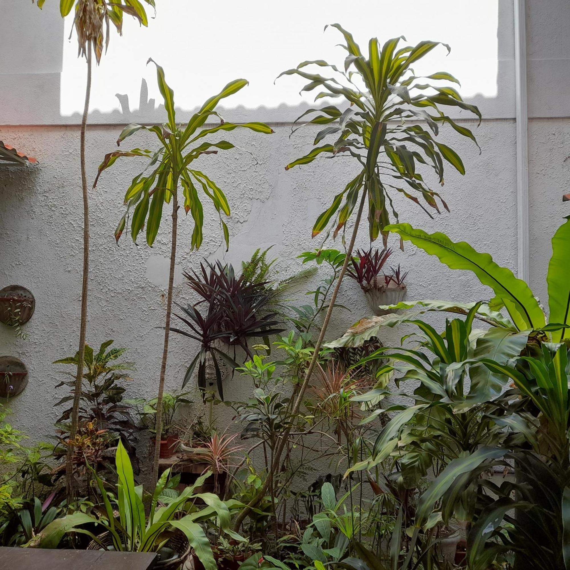 Shoba Traveller'S Tree Homes Stay Galle Exterior foto